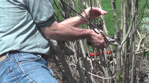 Pruning A Rose Of Sharon Youtube