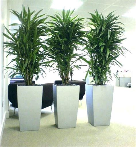 Best Low Light Office Plants Saksı Bitki Ev Bitkileri