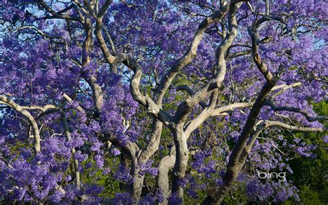 New zealand is a beautiful and fascinating country, let's see how much you know about it! Best Of Bing Australia - Australian Landmarks & Animals ...