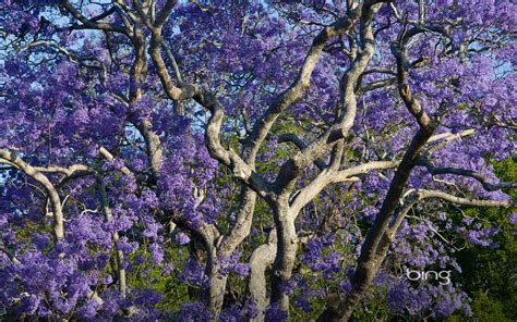 Can you name the regions of new zealand? Best Of Bing Australia - Australian Landmarks & Animals ...