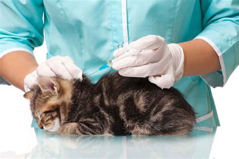 Videos & tutorials on ivermectin. √ 8 Cara Mengobati Scabies Pada Kucing Tanpa ke Dokter