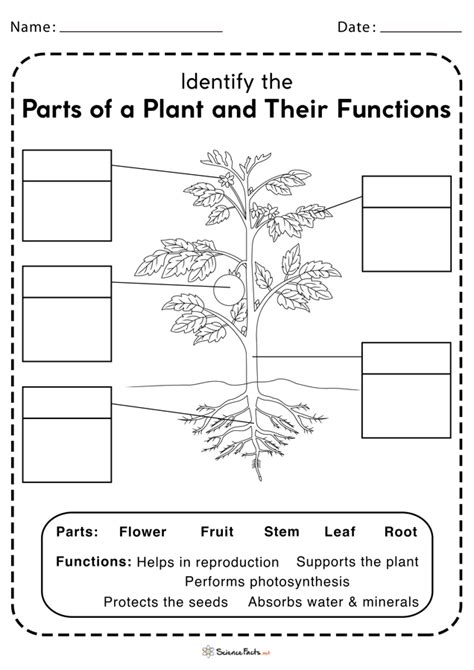 Parts Of A Plant Worksheets Free Printable Plant Parts And Their