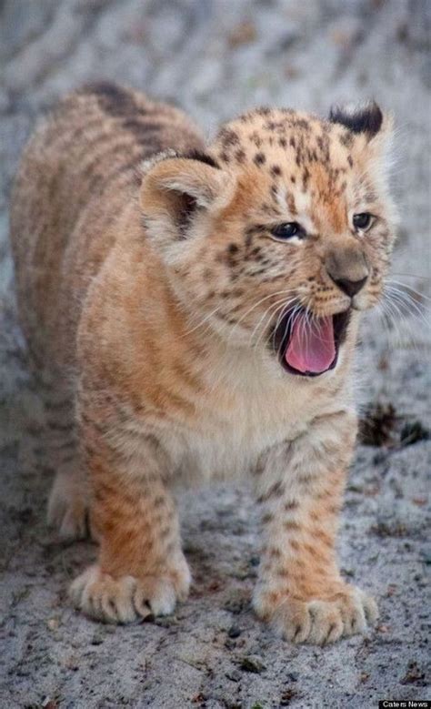 Adorable Liger Cubs Frolicking Around Cute Animals Animals Cute
