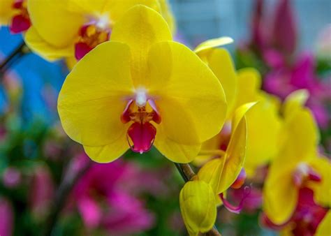 Orquídeas: Guía Completa para Cultivarlas en tu Jardín - 2022