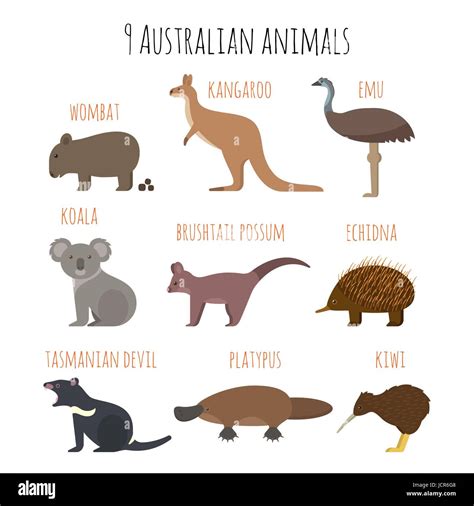 Vector Set Of Australian Animals Icons Emu Wombat Kiwi Koala