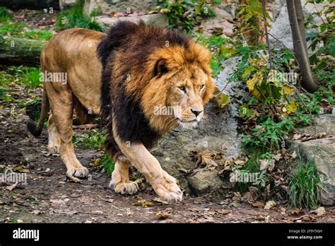Lion In Jungle Forest In Nature Stock Photo Alamy