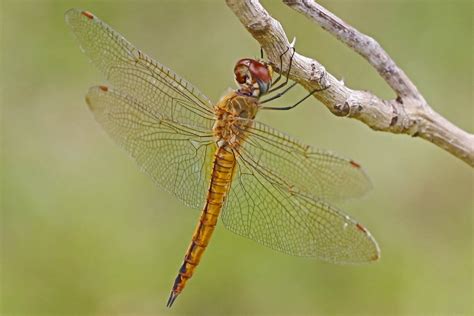 16 dragonfly facts their wings can move up and down rotate and kill bacteria odd facts