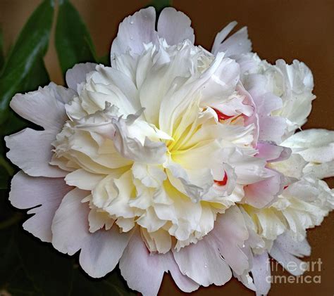 Natures Finest Maxima Double White Peony Photograph By Cindy Treger