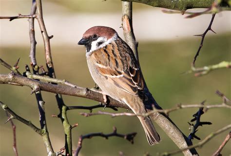 'Common' Garden Birds | Scottish Wildlife Trust