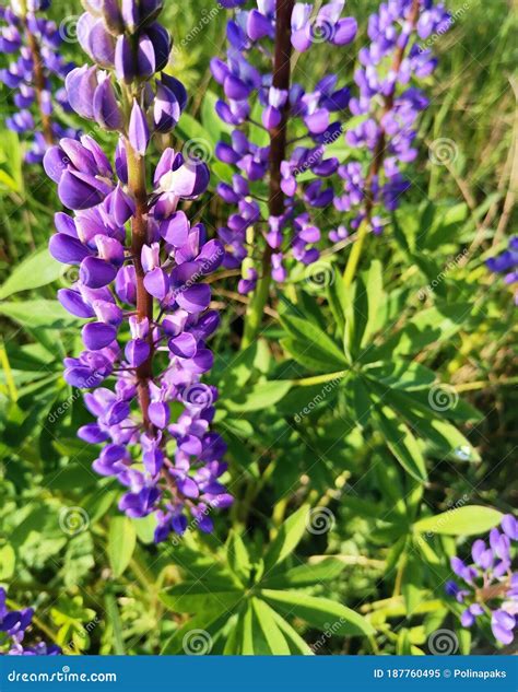 Lupine Flower And Green Leaves Bright Green And Purple Colors Sunny