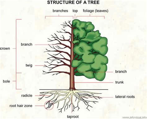 Tree Morphology Seminar Forestrypedia