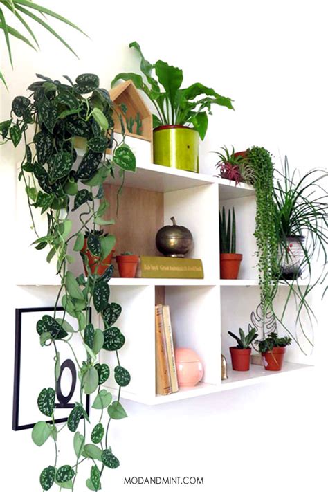 Easy Care Indoor Hanging Plants
