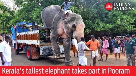 Watch Keralas Tallest Elephant Takes Part In Thrissur Pooram Youtube