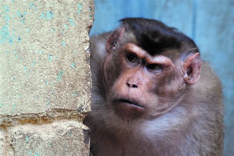 Arguing Helps Monkeys Make Better Decisions
