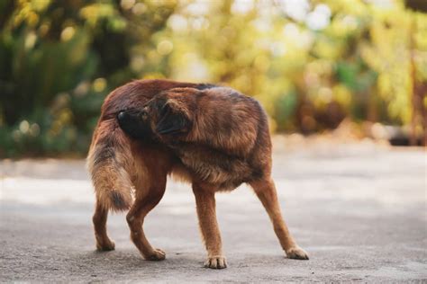 Top 5 Reasons Dogs Lick Their Butts According To Vets