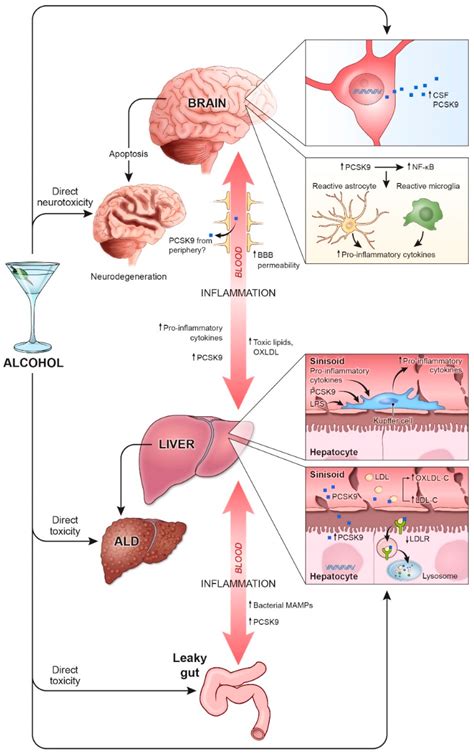Jcm Free Full Text Pcsk9 And The Gut Liver Brain Axis A Novel
