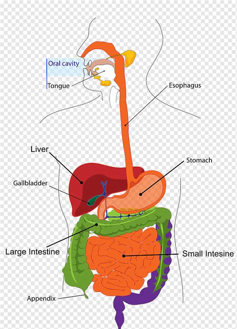 Pencernaan Usus Pencernaan Mulut Medis Anatomi Organ Fisiologi Skema Bagian Png Pngwing