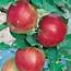 Apple Jonathan Dwarf  Garden World Nursery Online