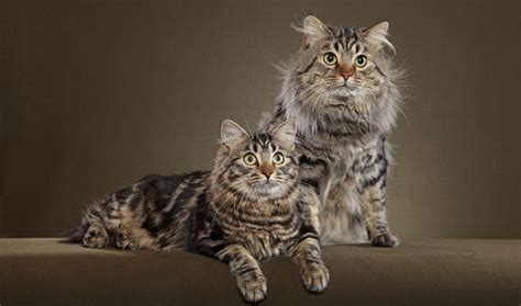 American Bobtail Cat Breed Information Vetstreet Vetstreet