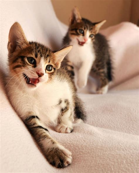 50 Amazing Cats Photos · Pexels · Free Stock Photos