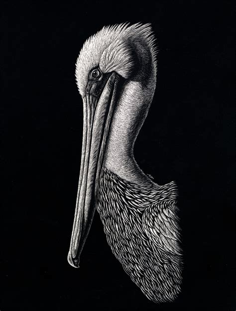 Pelican By Nathanperry On Deviantart