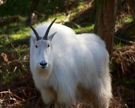 Mountain Goat Facts Diet Habitat And Pictures On Animaliabio