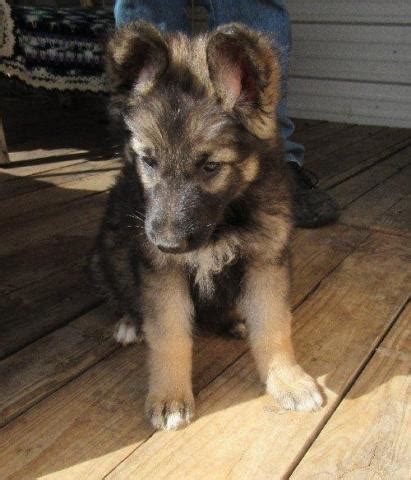 We have been registered breeders for over 25 years and have imported numerous dogs into the country to expand the working gene pool. Gorgeous German Shepherd Puppies @11 weeks for Sale in ...