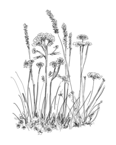 Wildflower Line Drawings Yahoo Image Search Results Botanical