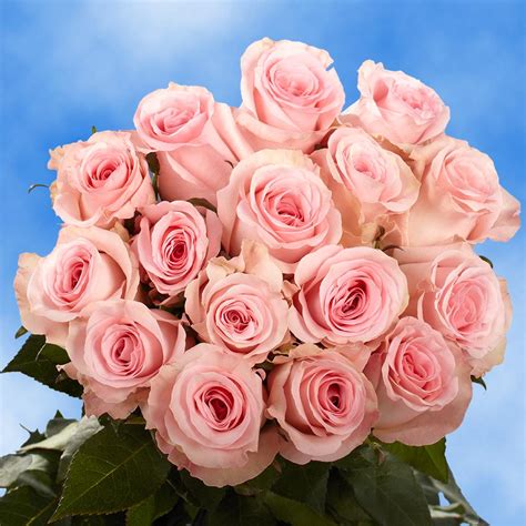 Globalrose Fresh Pink Valentines Day Roses 100 Stems 100 Pink Roses