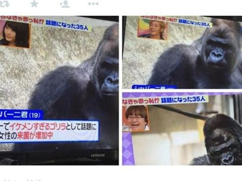 Shabani The Gorilla ‘hot Gorilla A Heart Throb In Japan Au
