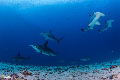 Northern Galápagos Islands Home To Worlds Largest Shark Biomass
