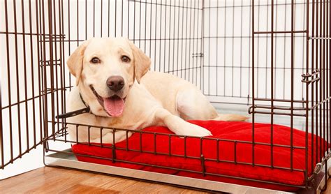 Have questions about crate training your puppy? The Guide to Crate Training a Puppy: 20 Easy Crate ...