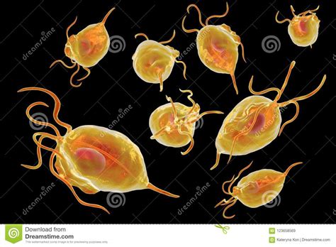 Trichomonas Vaginalis Protozoan Stock Illustration Illustration Of Disease View 123658569