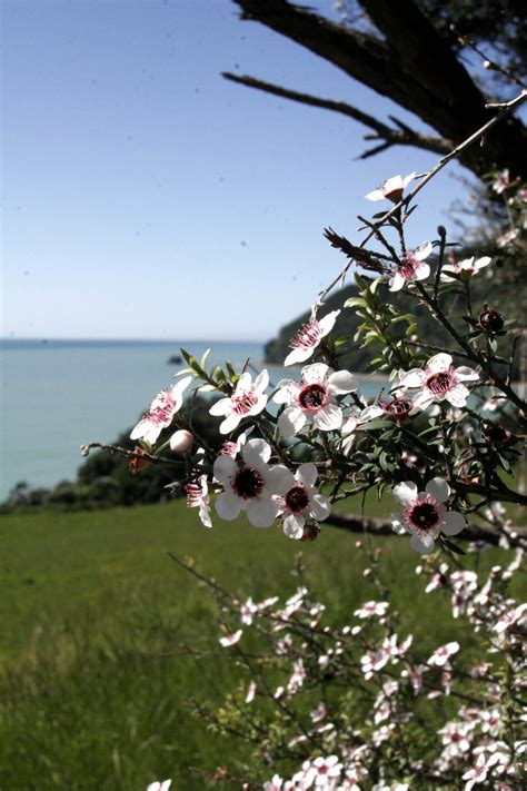 Manuka Flowering East Coast Nz East Coast The Good Place Flowers