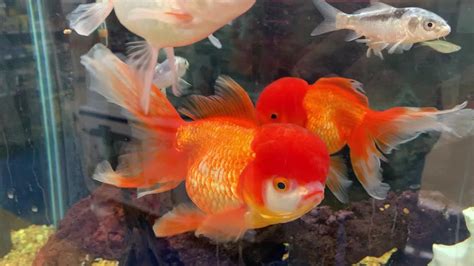 Oranda Goldfish At Petco Youtube