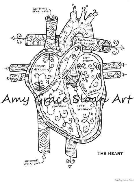 Human Anatomy Coloring Pages Etsy