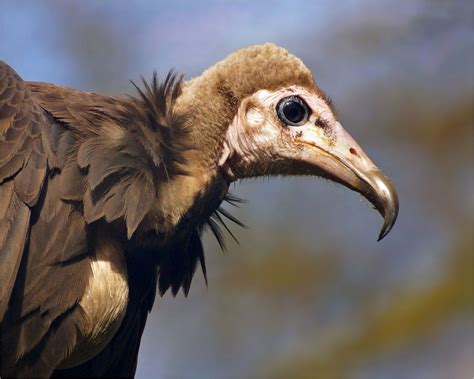 African Hooded Vulture Downy Big Bird Birds Of Prey Savanna East Africa Love Birds Bird