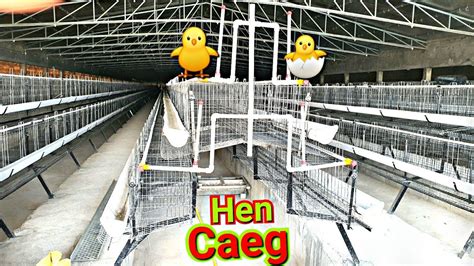 How To Start Layer Poultry Farming 2021 I Egg Farm I अंडा फार्म कैसे