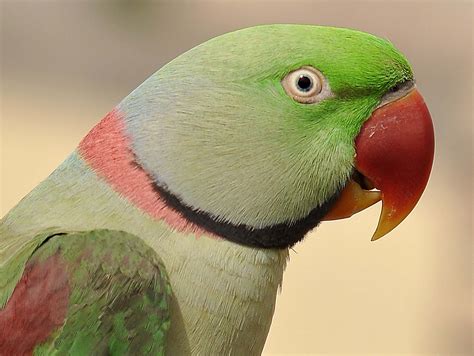 Parakeet Budgie Parrot Bird Tropical 59 Wallpapers Hd Desktop
