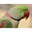 Parakeet Budgie Parrot Bird Tropical 59 Wallpapers HD / Desktop 