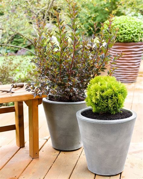 7 Best Types Of Shrubs For Planting In Containers