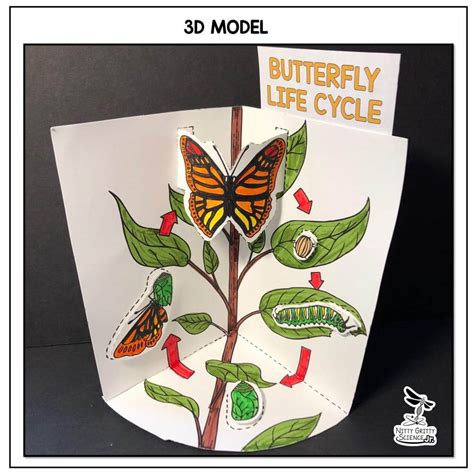 Life Cycle Of Butterfly Model