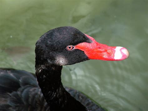 Free Images Wing Wildlife Red Beak Fauna Close Up Duck