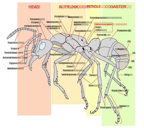 File Scheme Ant Worker Anatomy En Svg Wikipedia