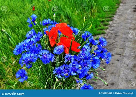 Cornflowers And Red Poppy In A Bouquet Stock Photo Image Of Colorful