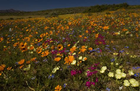 The Worlds Greatest Wildflowers Where To Find Them And Why They Bring