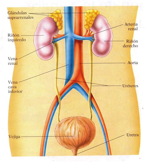 Sistemaurinario Aulafacil En Sistemas Del Cuerpo Humano El Images My