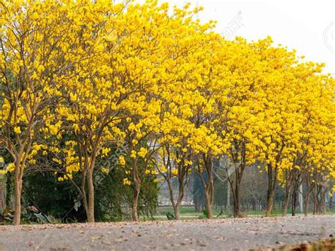Advice on growing hazelnut or cobnut bushes and trees, including pollination requirements and spacings for nut orchards. Tabebuia - Nature Nursery - Central India's Biggest ...