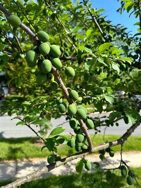 How To Thin And Prune Green Gage Plum General Fruit Growing Growing