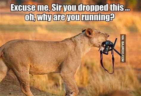 50 Very Funny Lion Meme Pictures And Images